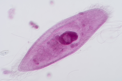 Paramécie (Paramecium caudatum) x100